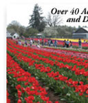 Over 40 Acres of Tulips and Daffodils!