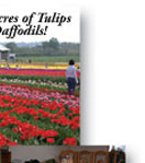 Over 40 Acres of Tulips and Daffodils!